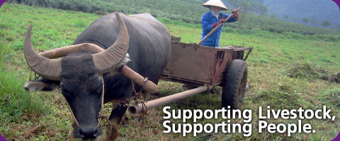 Supporting livestock, supporting people