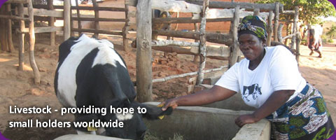 Livestock - providing hope to smallholders worldwide